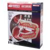 Пазл 4D Master Объемная анатомическая модель Зубной ряд человека (FM-626015)
