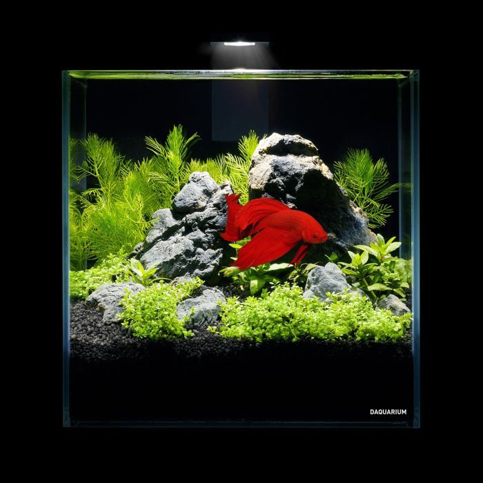Аквариум Aqualighter набор DAQUARIUM Pico Set 170 мм 5 л (7141) изображение 6