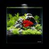 Аквариум Aqualighter набор DAQUARIUM Pico Set 170 мм 5 л (7141) изображение 6
