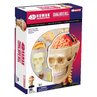 Пазл 4D Master Черепно-мозговая коробка человека (26053) изображение 6