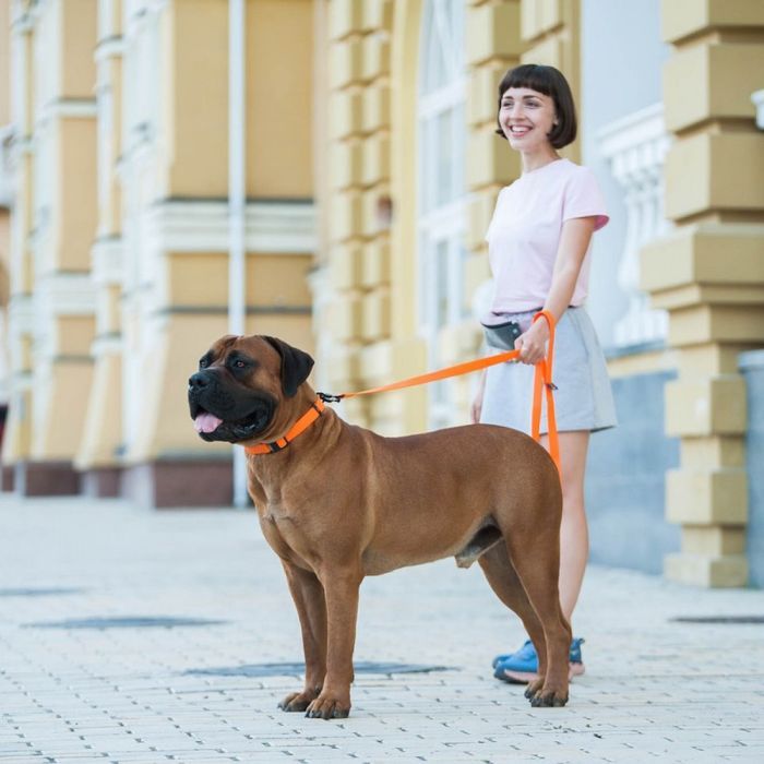 Повідець для собак Evolutor 120 см 25 мм жовтогарячий (42104) зображення 12