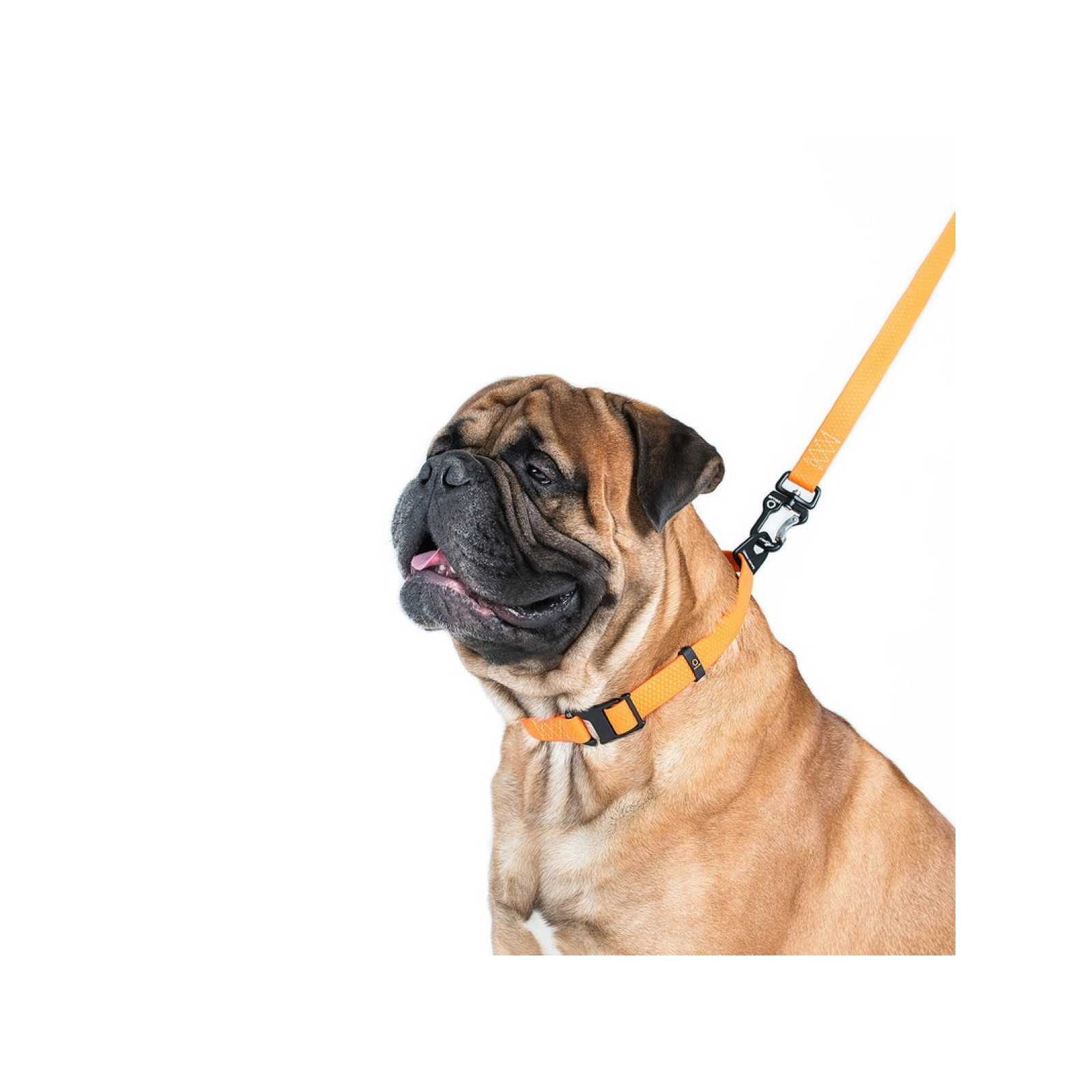 Поводок для собак Evolutor 120 см 25 мм оранжевый (42104) изображение 7