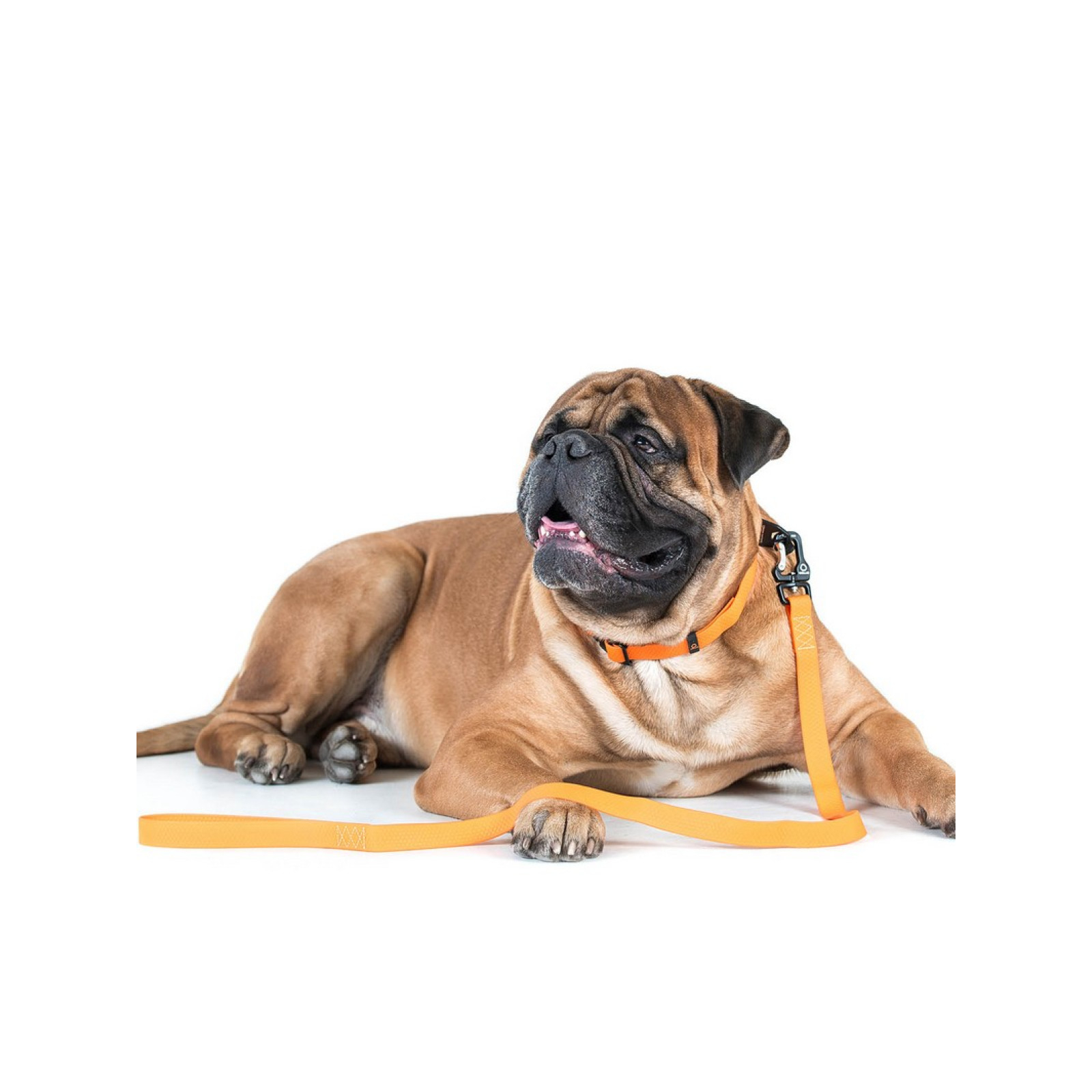 Поводок для собак Evolutor 120 см 25 мм оранжевый (42104) изображение 8