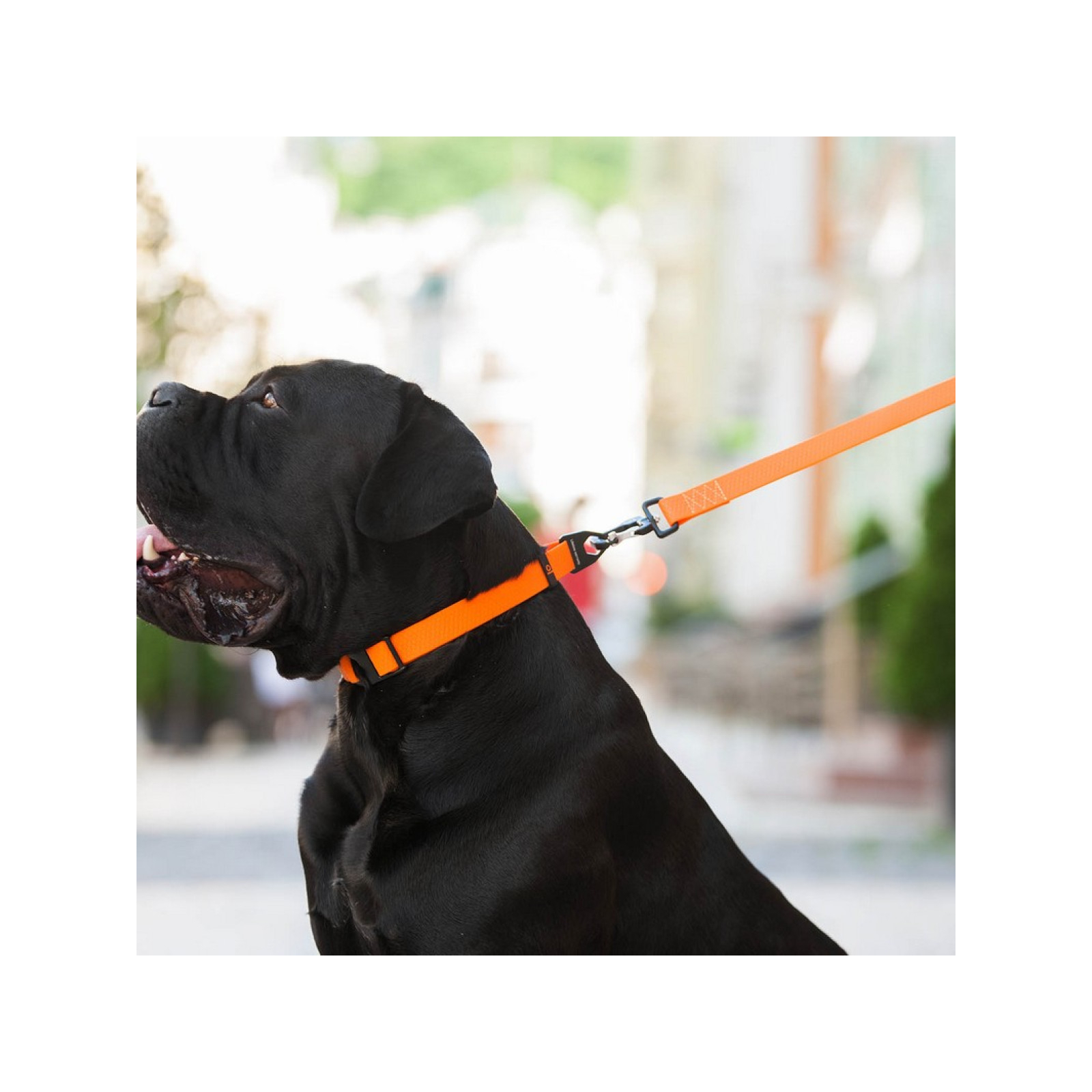 Поводок для собак Evolutor 120 см 25 мм оранжевый (42104) изображение 9