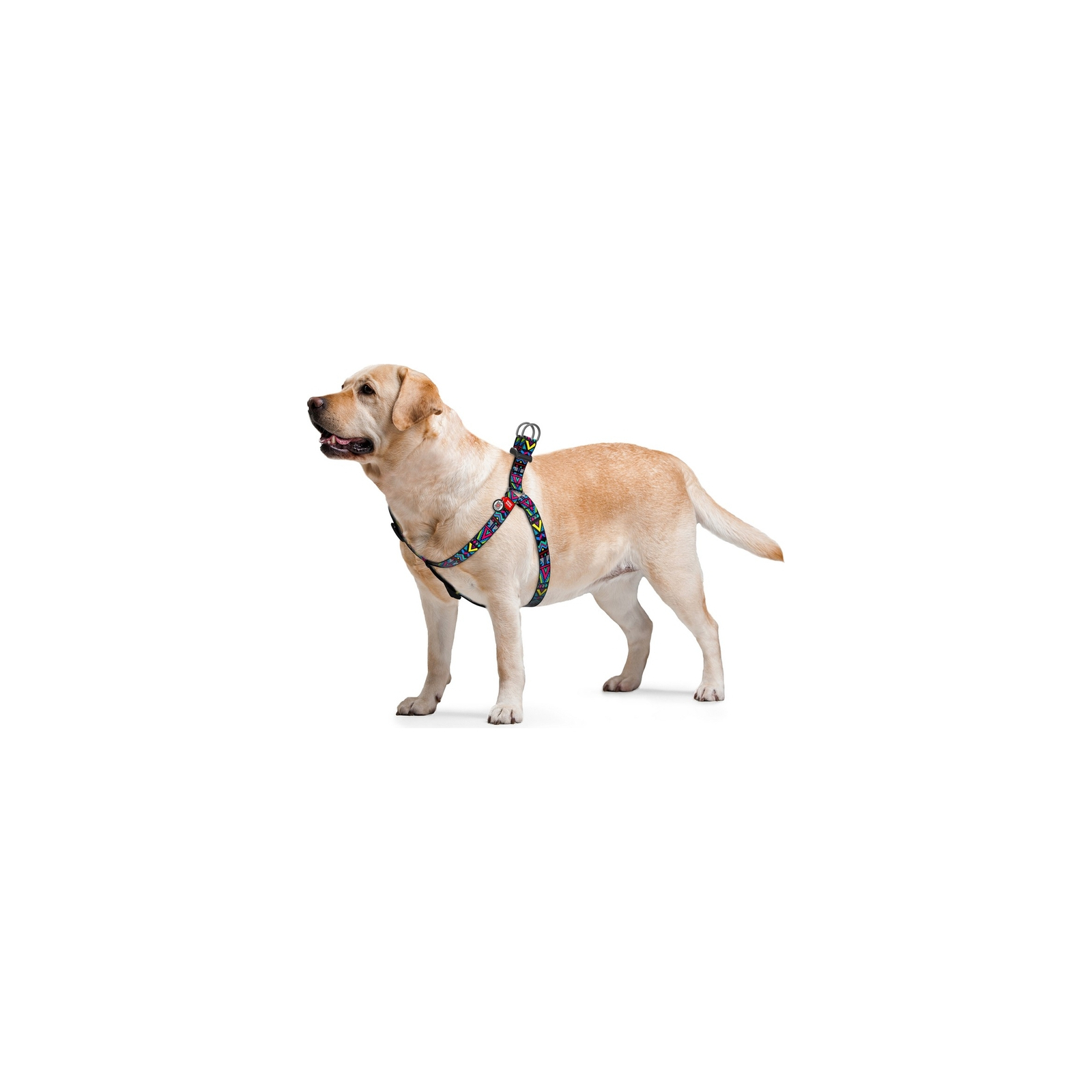 Шлей для собак WAUDOG Nylon с QR паспортом анатомическая "Инди" XS (5259) изображение 3