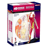 Пазл 4D Master Мускулы и скелет человека (26058) изображение 3