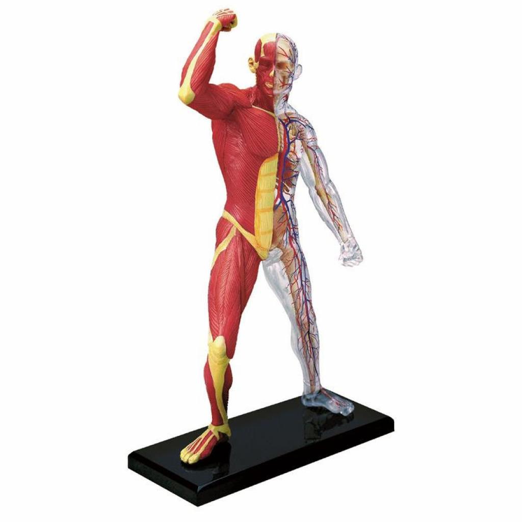 Пазл 4D Master Об'ємна анатомічна модель М'язи і скелет людини (FM-626010) зображення 2