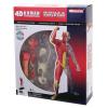 Пазл 4D Master Об'ємна анатомічна модель М'язи і скелет людини (FM-626010)