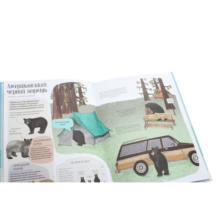 Книга Ведмежа книга - Кейті Віґґерс Жорж (9786177579624) зображення 5