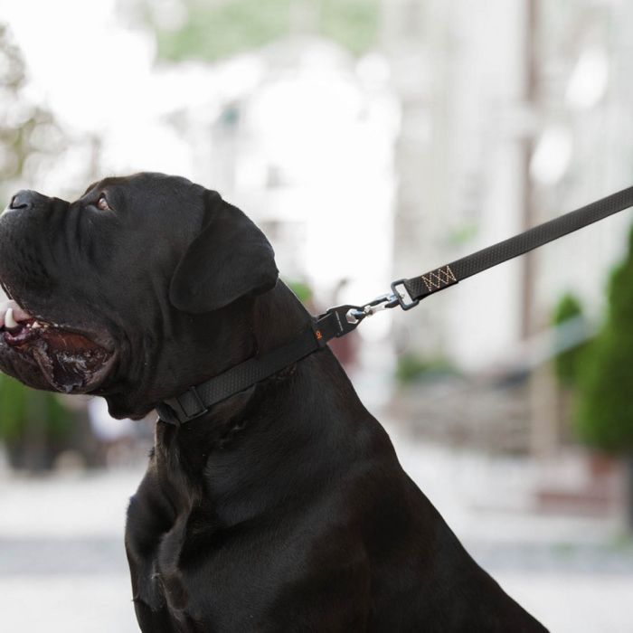 Повідець для собак Evolutor 120 см 25 мм жовтогарячий (42104) зображення 12