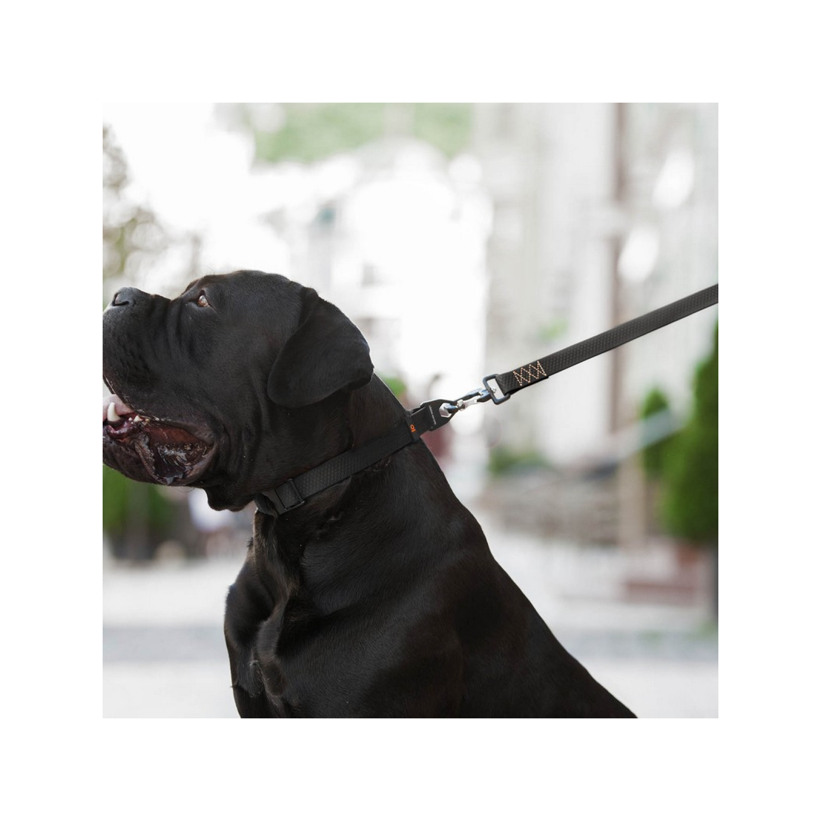 Поводок для собак Evolutor 120 см 25 мм черный (42101) изображение 12