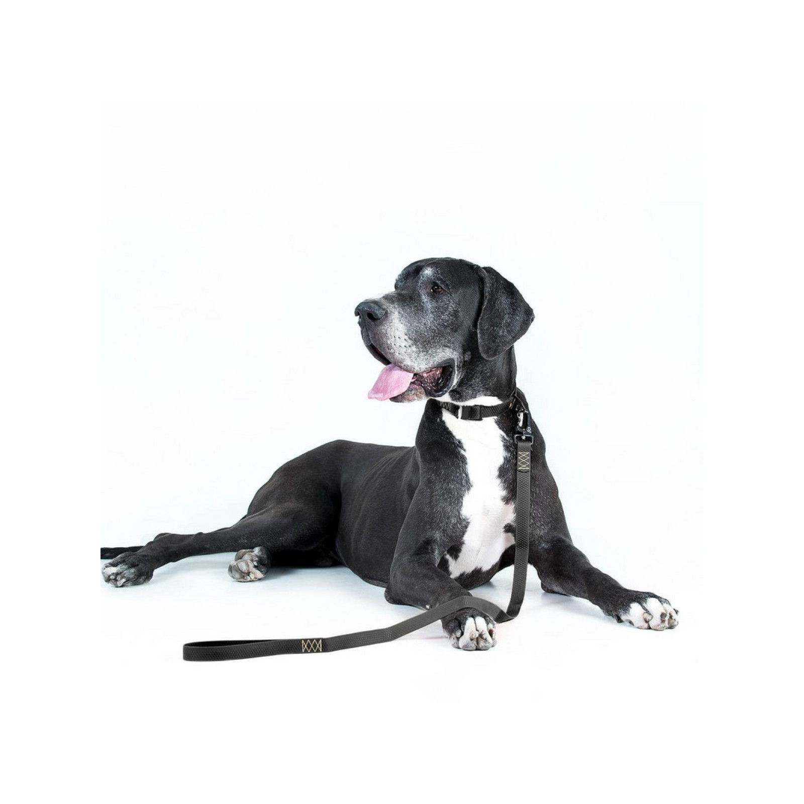 Поводок для собак Evolutor 120 см 25 мм черный (42101) изображение 9