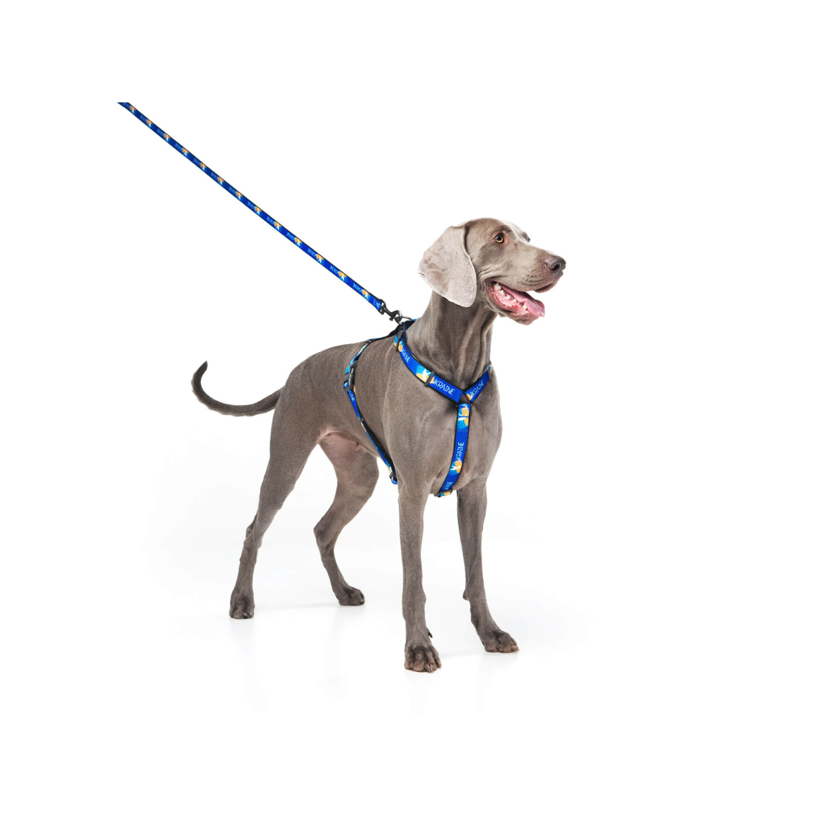 Шлей для собак WAUDOG Nylon с QR паспортом анатомическая H-образная "Флаг" М (5150-0229) изображение 4