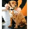 Гребінець для тварин Dexas BrushBuster світло-сірий (0084297309459) зображення 5
