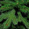 Искусственная сосна Triumph Tree Forest Frosted зеленая с инеем 3,05 м (8711473151534) изображение 2