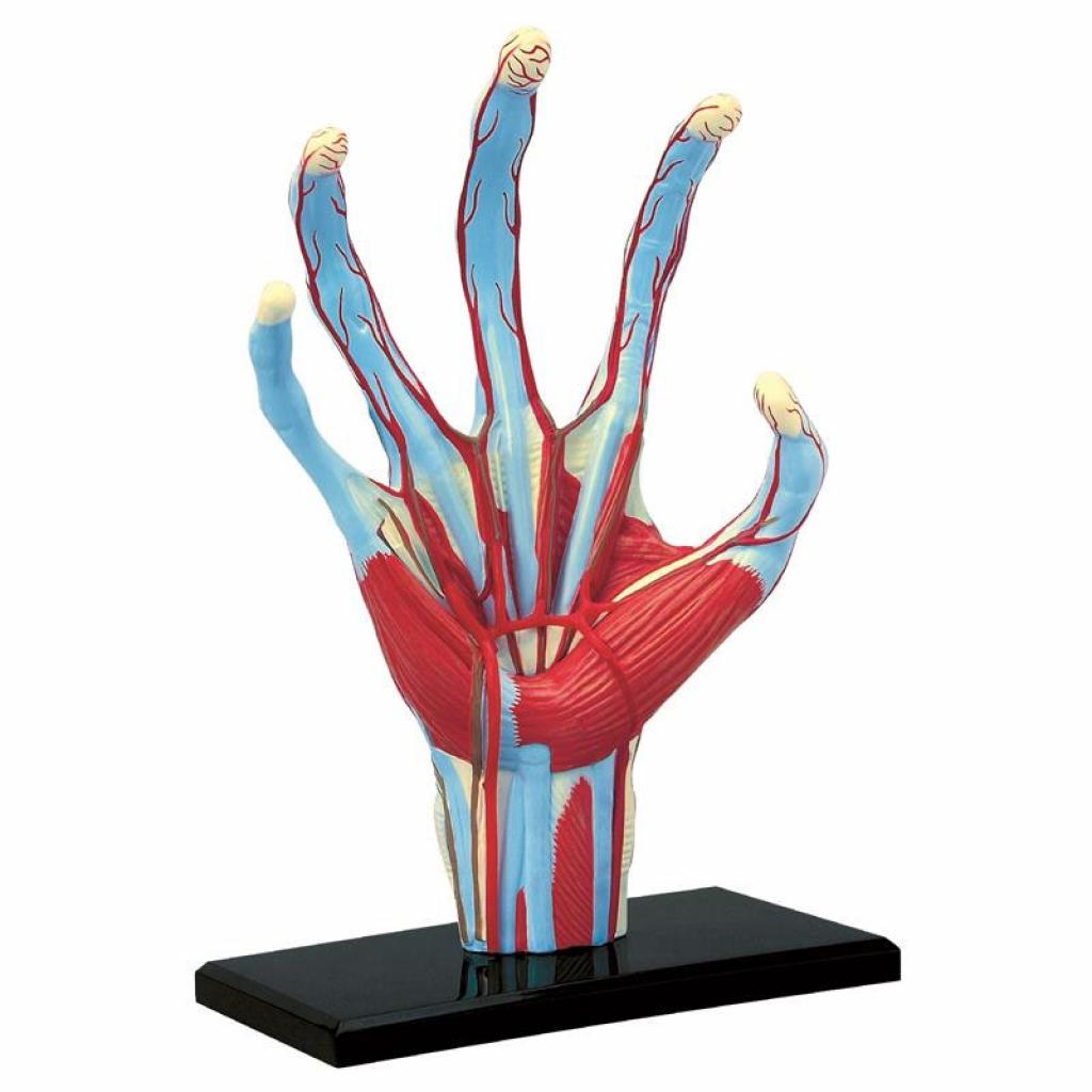 Пазл 4D Master Об'ємна анатомічна модель Рука людини (FM-626009) зображення 2