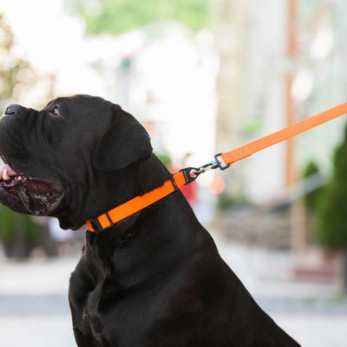 Повідець для собак Evolutor 210 см 25 мм фіолетовий (42129) зображення 9