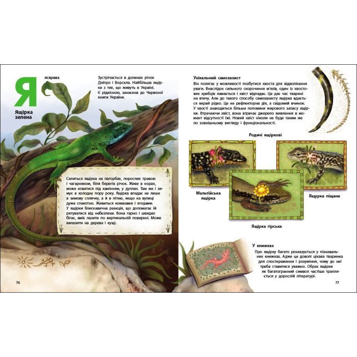 Книга Живий світ України - Н. Коваль Активний розвиток талантів (9786170999801) зображення 5