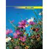 Канцелярская книга А4, 96с, NATURE Buromax (BM.2400)