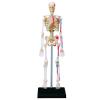 Пазл 4D Master Об'ємна анатомічна модель Master Скелет людини (FM-626011) зображення 2