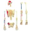 Пазл 4D Master Об'ємна анатомічна модель Master Скелет людини (FM-626011) зображення 3