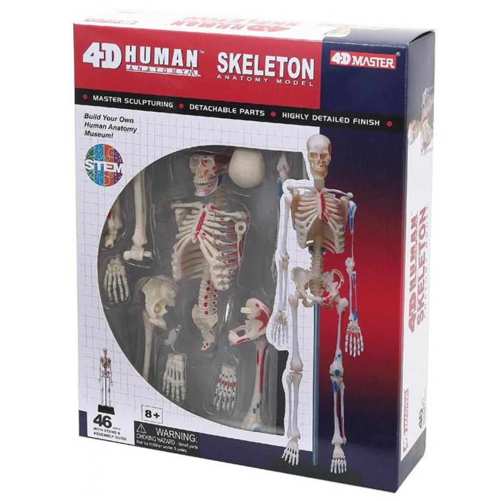 Пазл 4D Master Объемная анатомическая модель Master Скелет человека (FM-626011)