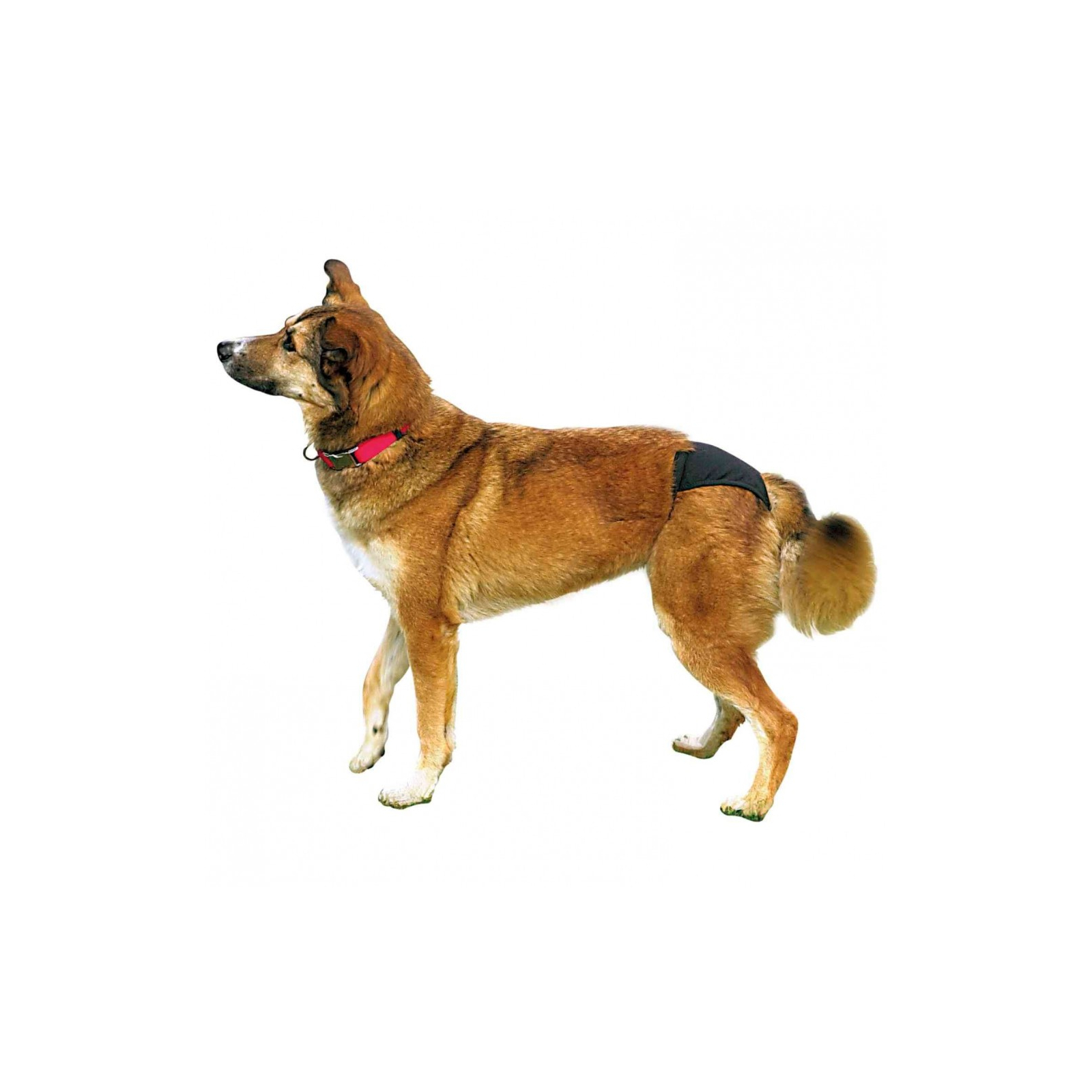 Гігієнічні труси для собак Trixie XL 60-70 см (чорні) (4011905234953) зображення 2