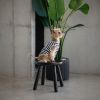 Футболка для животных Pet Fashion Tropic XS (4823082445752) изображение 3