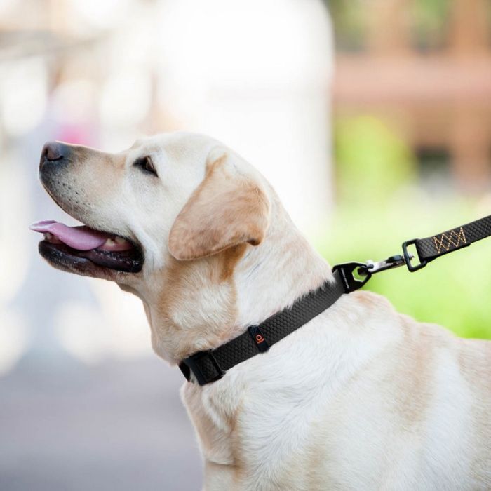 Повідець для собак Evolutor 210 см 25 мм фіолетовий (42129) зображення 10