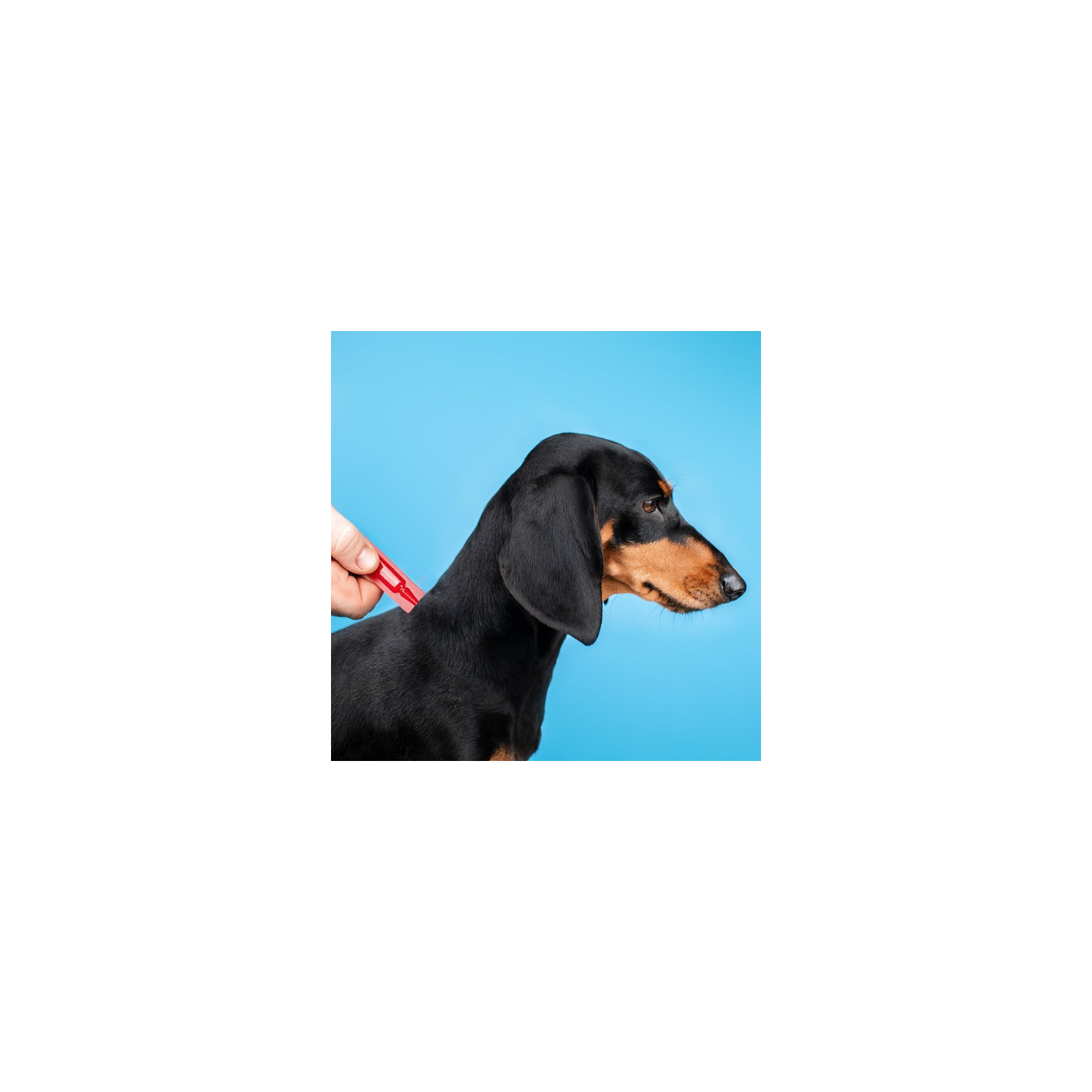 Краплі для тварин ProVET Profiline інсектоакарицид для собак 10-20 кг 4/2 мл (4823082431038) зображення 3