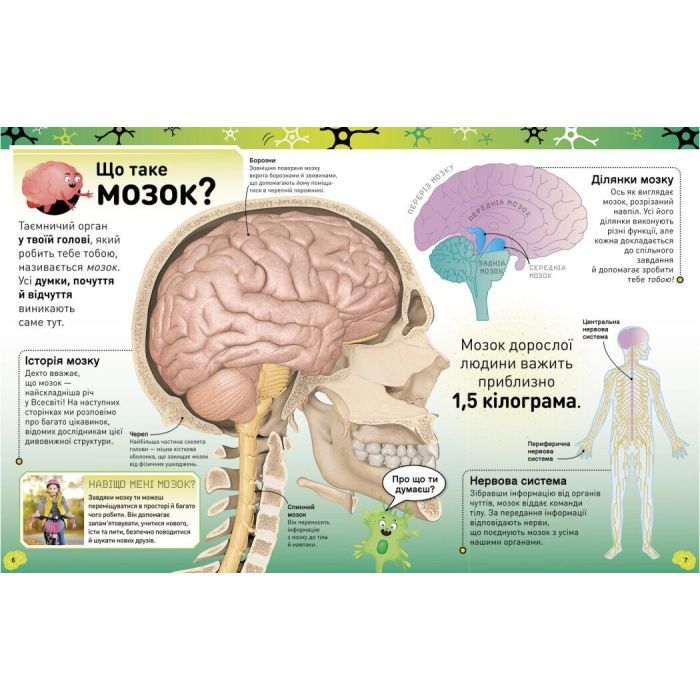 Книга Карколомний мозок. Імпульсивні нейрони, мінливі синапси, хвостаті аксони - Ліам Дрю Ранок (9786170973856) изображение 4