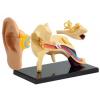 Набор для экспериментов EDU-Toys Модель анатомия уха сборная, 7.7 см (SK012) изображение 2