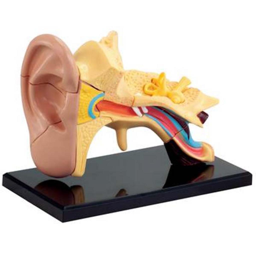 Набор для экспериментов EDU-Toys Модель анатомия уха сборная, 7.7 см (SK012)