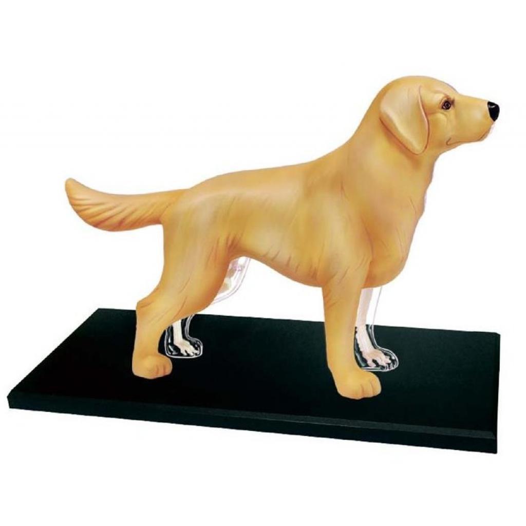 Пазл 4D Master Об'ємна анатомічна модель Собака золотистий ретривер (FM-622007) зображення 2
