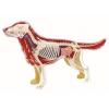 Пазл 4D Master Объемная анатомическая модель Собака золотистый ретривер (FM-622007) изображение 3