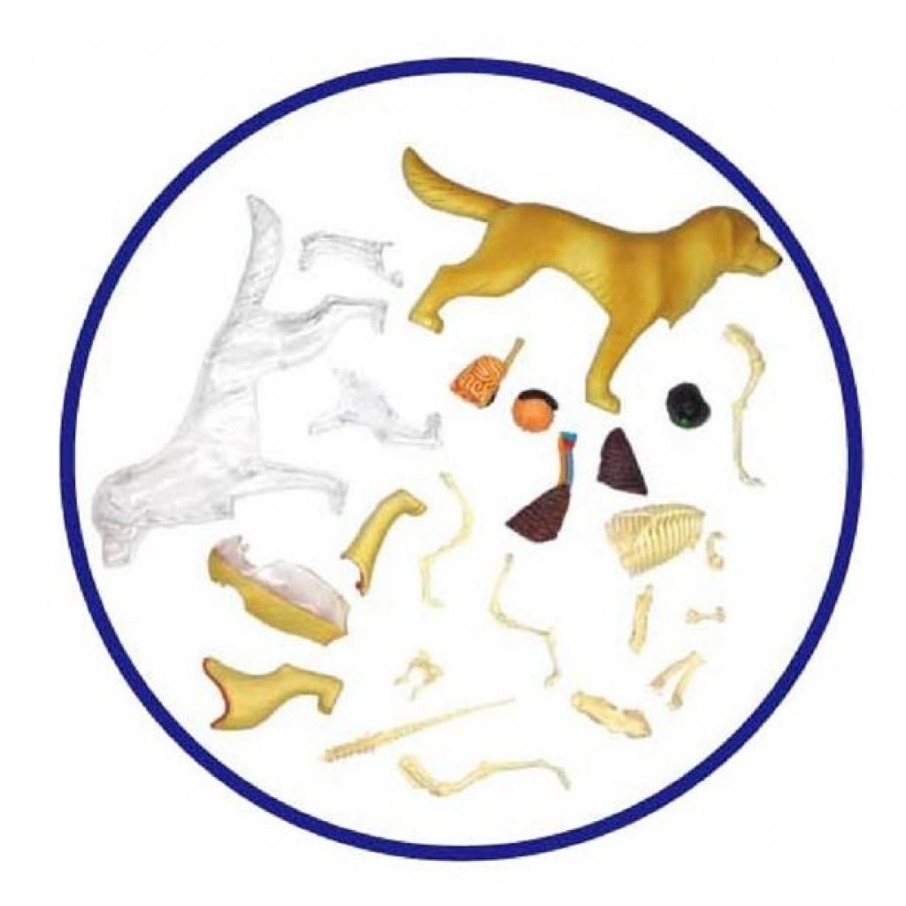 Пазл 4D Master Об'ємна анатомічна модель Собака золотистий ретривер (FM-622007) зображення 4