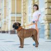 Поводок для собак Evolutor 300 см 25 мм оранжевый (42134) изображение 12