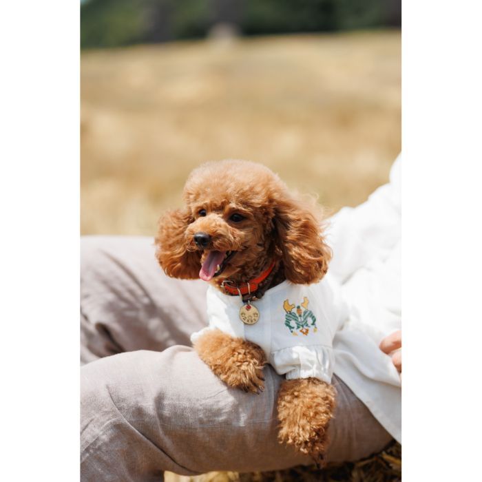 Футболка для тварин Pet Fashion Maryana XS (4823082439317) зображення 10
