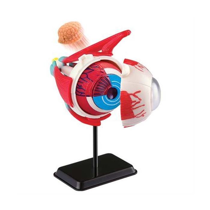 Набір для експериментів EDU-Toys Модель очного яблука збірна, 14 см (SK007) зображення 2