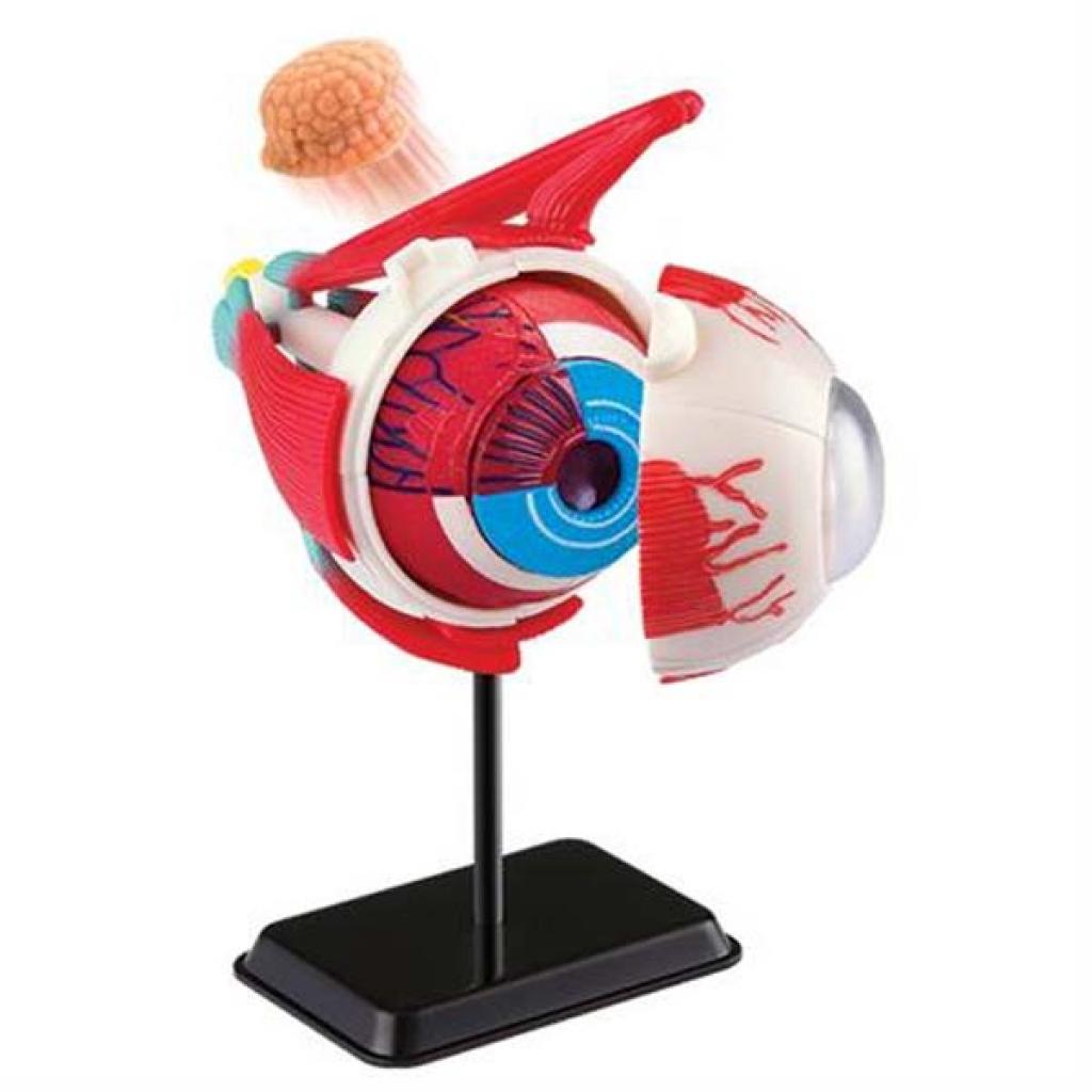 Набір для експериментів EDU-Toys Модель очного яблука збірна, 14 см (SK007) зображення 2