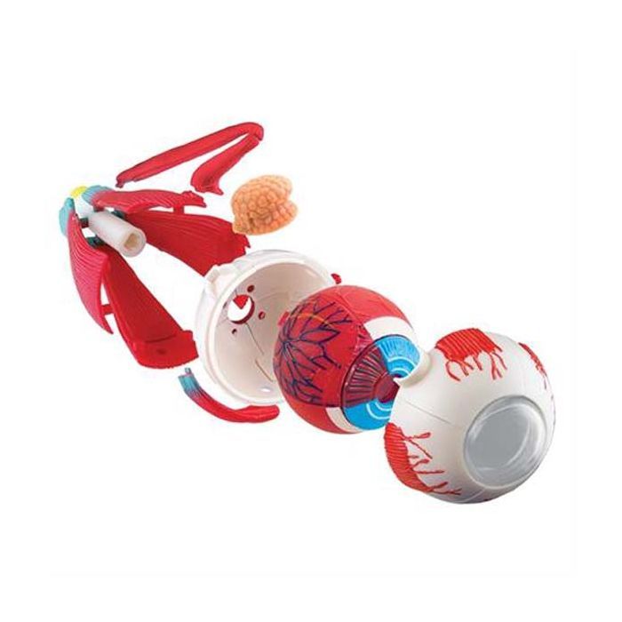 Набір для експериментів EDU-Toys Модель очного яблука збірна, 14 см (SK007) зображення 3
