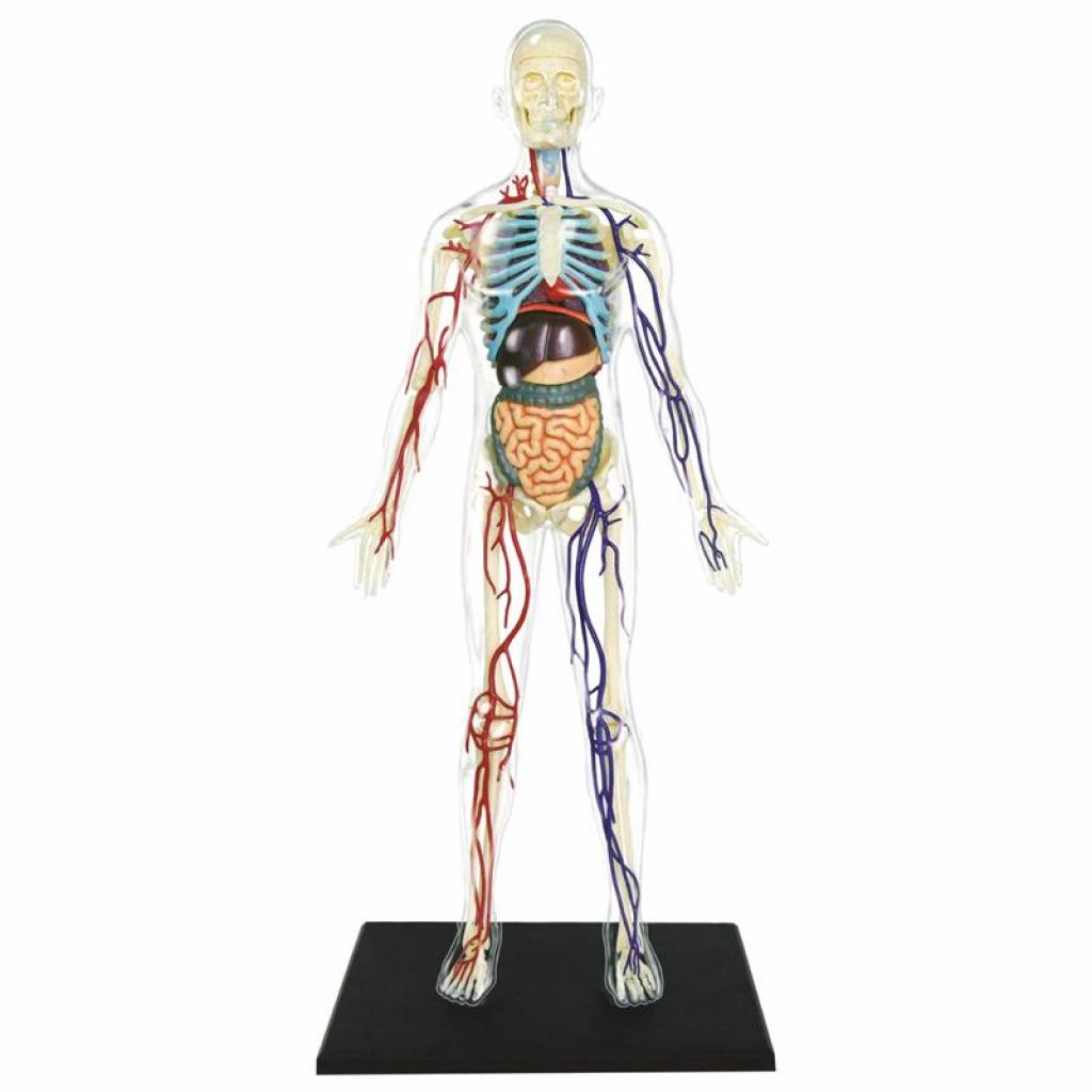 Пазл 4D Master Объемная анатомическая модель Тело человека прозрачное (FM-626204) изображение 2
