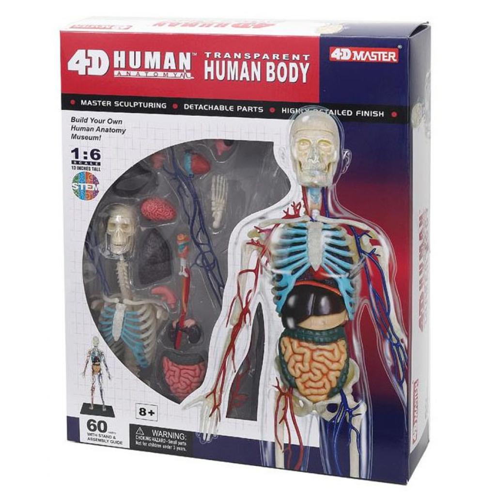 Пазл 4D Master Об'ємна анатомічна модель Тіло людини прозоре (FM-626204)
