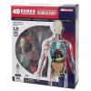 Пазл 4D Master Объемная анатомическая модель Тело человека прозрачное (FM-626204)