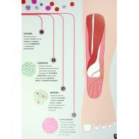 Книга Тіло людини - Кристина Перабоні Жорж (9786177853199) изображение 10