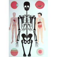 Книга Тіло людини - Кристина Перабоні Жорж (9786177853199) изображение 3