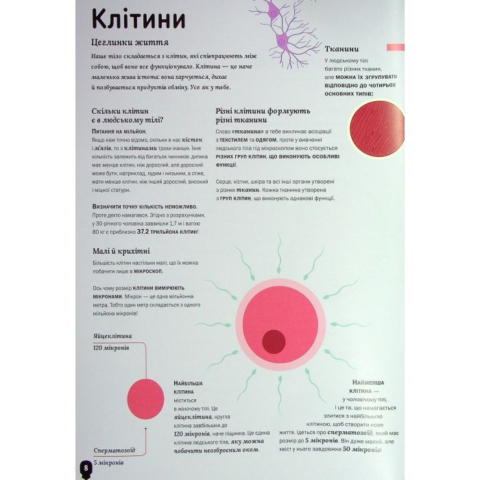 Книга Тіло людини - Кристина Перабоні Жорж (9786177853199) зображення 9