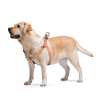 Шлей для собак WAUDOG Re-cotton с QR-паспортом М оранжевая (03324) изображение 5