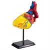 Набор для экспериментов EDU-Toys Модель сердца человека сборная, 14 см (SK009)