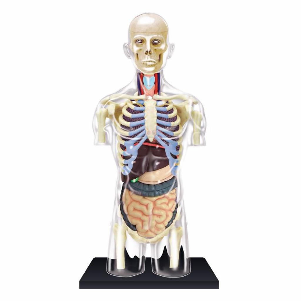 Пазл 4D Master Объемная анатомическая модель Торс человека прозрачный (FM-626108) изображение 2